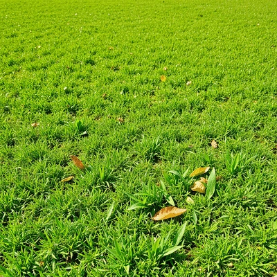 Beautifully maintained lawn after weed control service