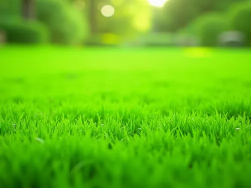 Lush, vibrant green lawn after professional organic care