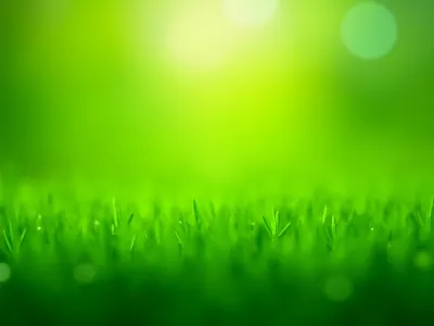 Lush green lawn texture background