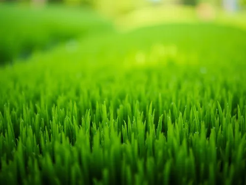Organic Lawn Fertilization