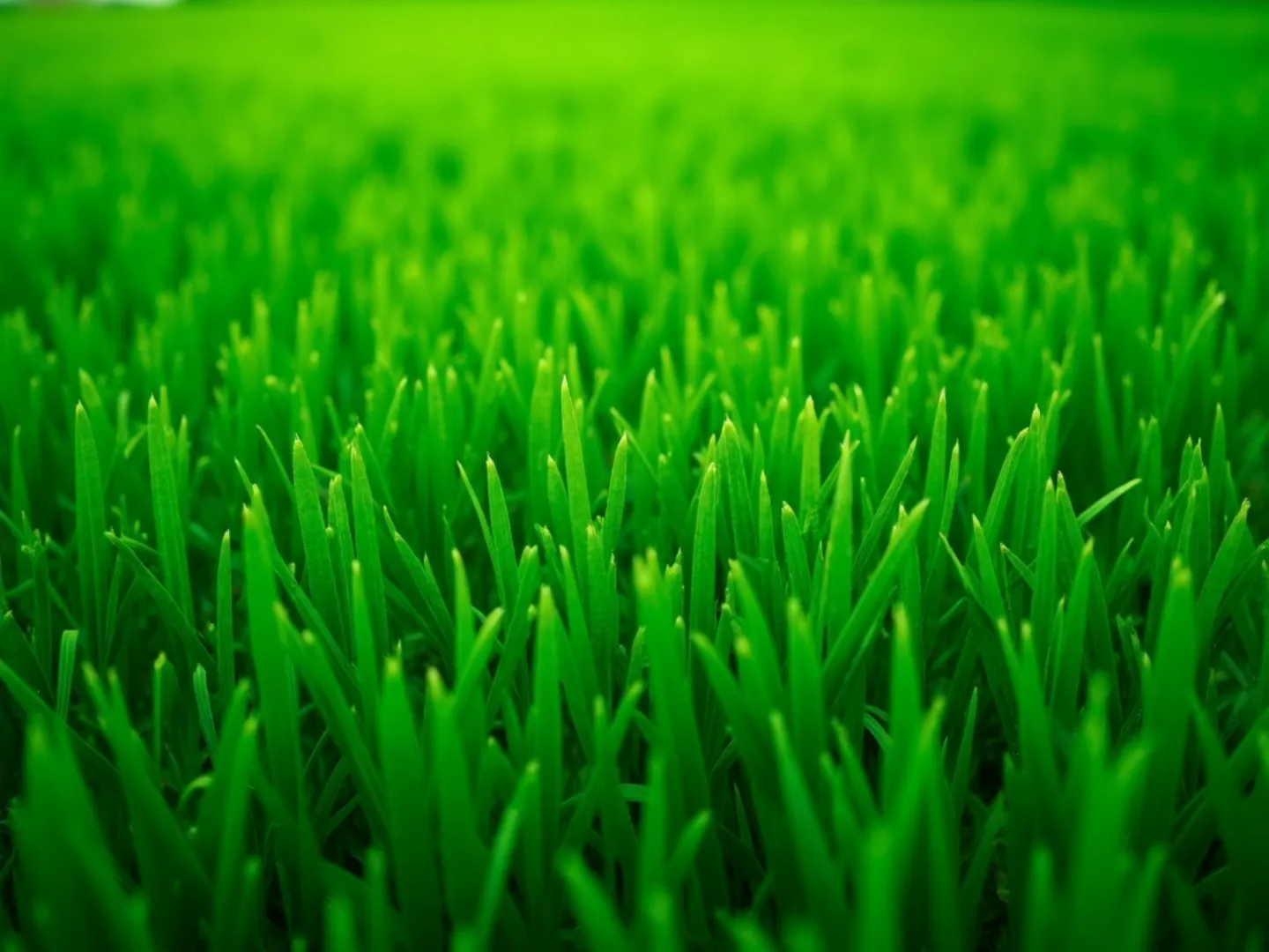 Lawn pattern background